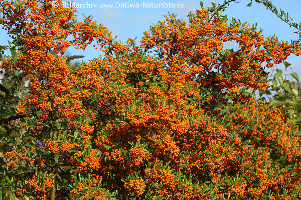 Sanddorn Heilpflanze Beeren orangefarbige Rundfrchte ppig dicht am Strauch leuchten