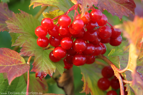Schneeball kugelige Rotbeeren in Herbstbltter Vielzahl kleine Rotfrchte