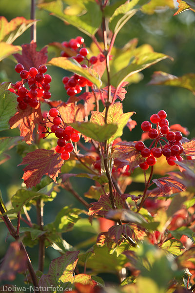 Schneeballstrauch Bltter mit Rotbeeren in Gegenlicht