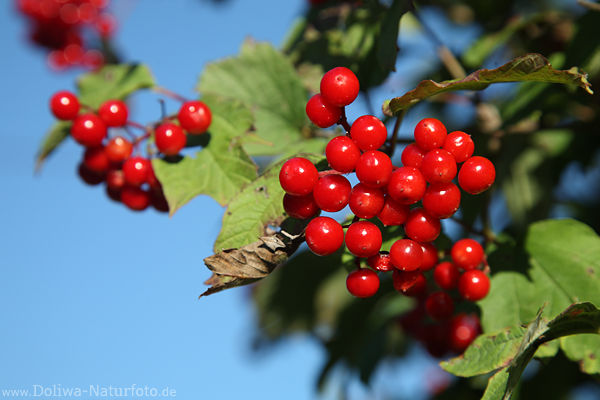 Rotbeeren des Schneeballs Frchte Rotkugeln