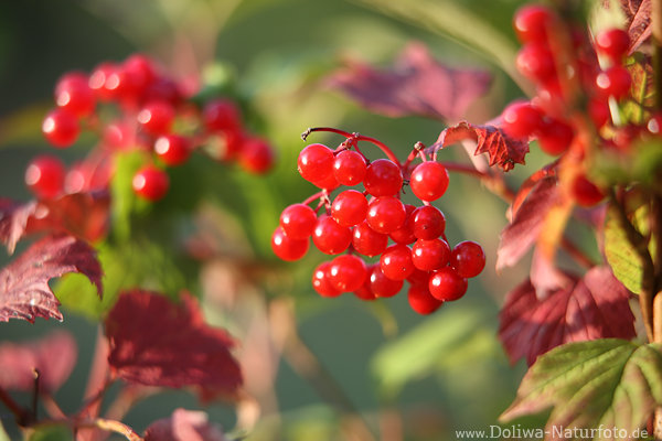Schneeball Rotkugeln rote Beeren Dolden Kleinfrchte Vielzahl in Herbstblttern