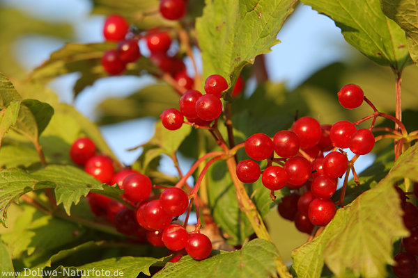 Schneeballbeeren Rotfrchte Rotkugeln kleine Rotbeeren in Grnbltter