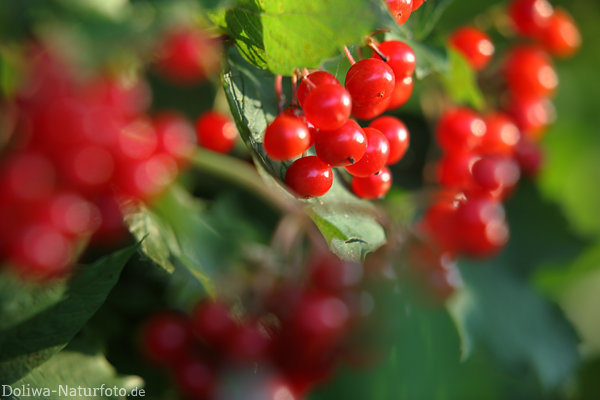 Schneeballkugeln Rotbeeren Schrfespiel in Grnbltter kleine Rotfrchte