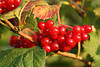 Schneeball Beerenbund am Strauch Rotfrüchte-Bündel in Blättern