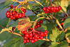 Rotbüschel Schneeball-Beeren in Strauchblätter Wildfrüchte Geißblattgewächs