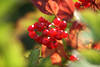 Rotbeerenbund Schneeball Rotfrüchte in Blättern