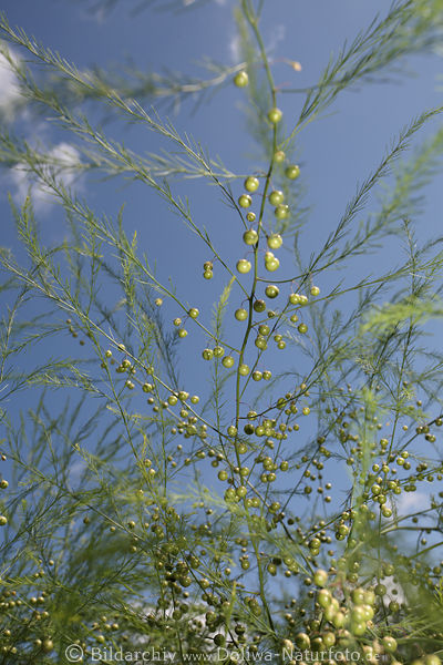 Asparagus filigrane Spargelfeder grne Beerenfrchte Blattwerk Triebe