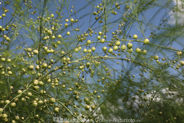 Spargel grne Kugelbeeren Fruchtflle Strauchtriebe