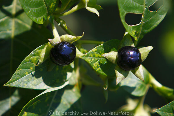 Tollkirschen schwarze Beeren Atropa belladonna Giftpflanze Frucht auf Bltterstern