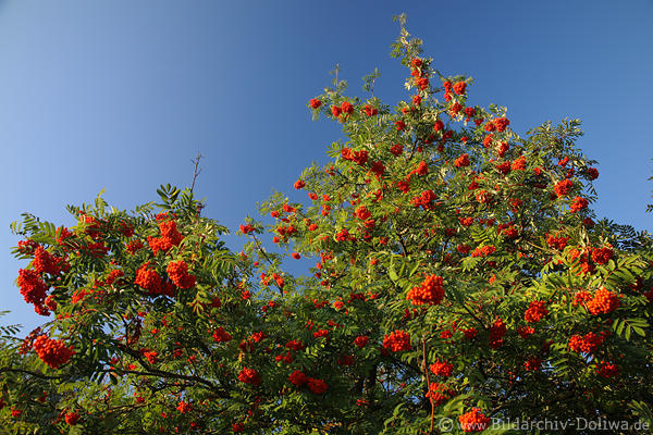 Vogelbeerbaum Rotfrchtebschel Beerenbndel in Grnbltter am Blauhimmel
