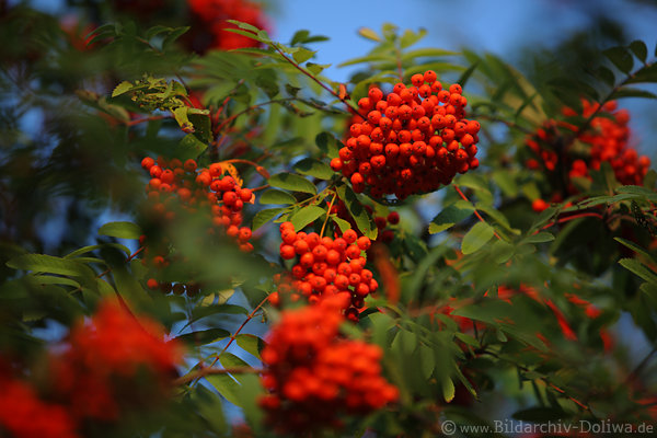 Vogelbeere-Bschel Fruchtbndel Rotsamen ppiger Dichtbewuchs