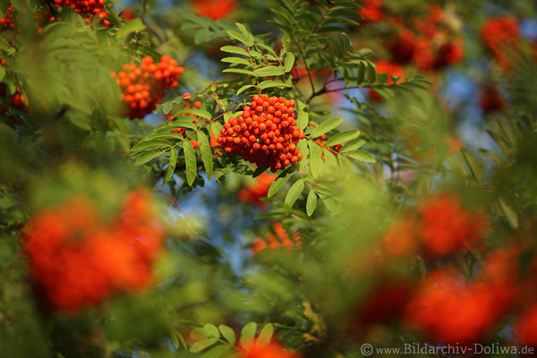 Fruchtbschel roten Vogelbeeren Foto dichte Beerenbndel in Grnblttern am Laubbaum