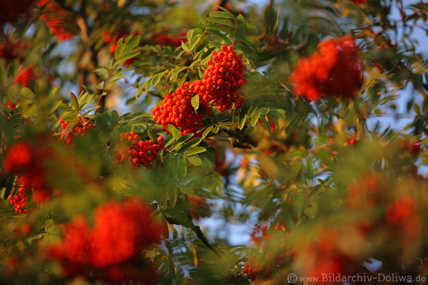 Vogelbeeren rote Samenbueschel Fruchtbundel Dichtbewuchs am Laubbaum