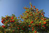Vogelbeerbaum Rotfrüchtebüschel Beerenbündel in Grünblätter am Blauhimmel