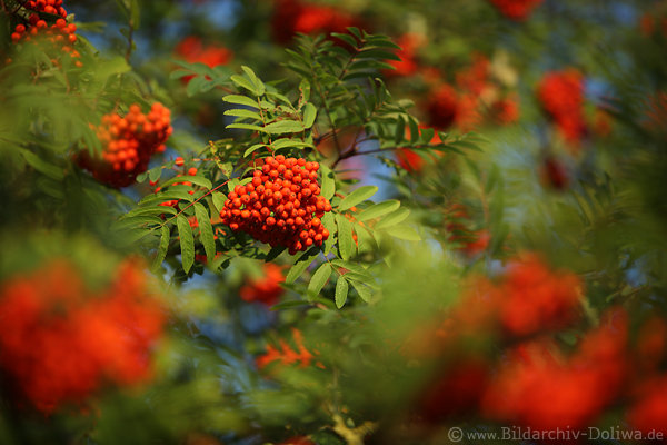 Vogelbeeren rote Fruchtbschel dicht ppig reife Rotsamen