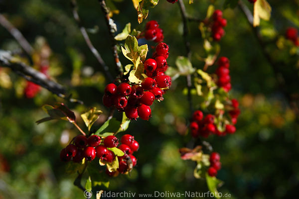 Zweigriffliger Weissdorn Beeren Crataegus laevigata Rotfrchte