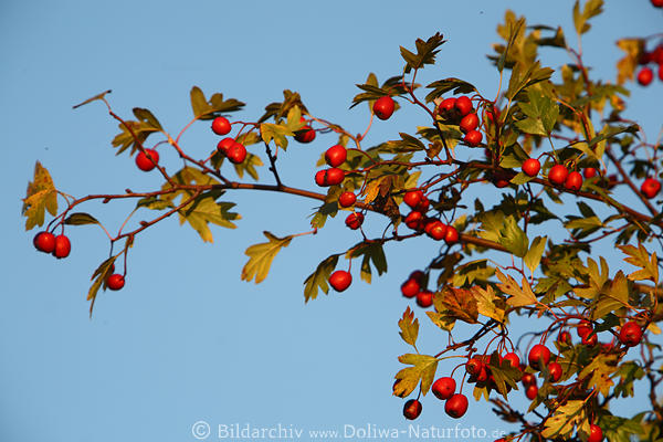 Mehldorn BeerenZweig Rotfrchte in Weidornbltter am Himmel blau