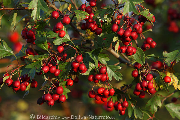 Hagedorn Fruchtbeeren roter Weidorn Kugelflle