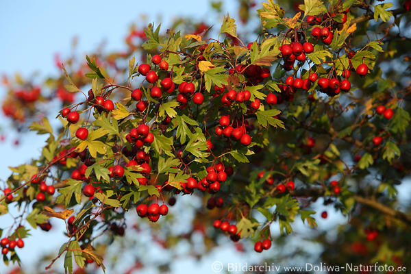 1409606_ Weissdorn rote Beeren Heilpflanze Früchte am Strauch