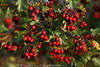 1409620_Hagedorn Fruchtbeeren Foto roter Weißdorn Kugelvölle in Blätter am Strauch