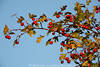 1409637_Mehldorn BeerenZweig Foto Rotfrüchte in Weißdornblätter am Himmel blau