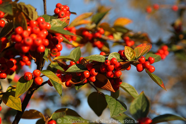 Zwergmispel Rotbeeren Diels Foto Zweige reifer Wildfrchte Bild um Grnbltter