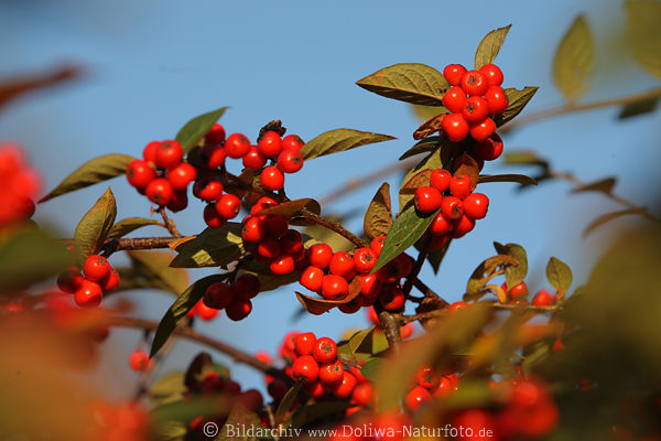 Rotbeeren dicht klebend um Grnbltterzweige Diels Zwergmispel Bild reife Wildfrchte