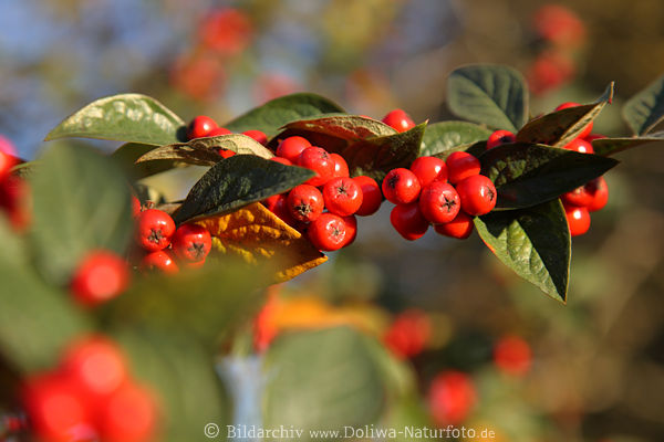 Zwergmispel Beerenzweig Rotfrchte Foto Grnbltter Diels Cotoneaster dielsianus