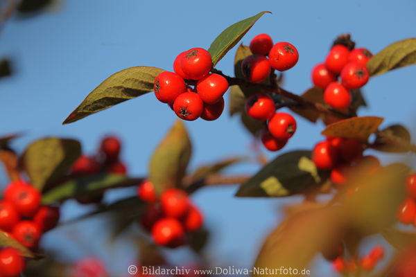 Zwergmispel Rotbeeren Wildfrchte Foto Strauchzweig reif leuchtend vor Himmelsblau