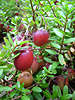 Cranberry red fruit picture, Moosbeere, Vaccinium macrocarpon Obst photo