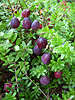 Moosbeere Cranberry Vaccinium macrocarpon Früchte photo