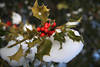 Stechpalme rote Beeren Steinfrüchte glänzen in Schnee Winterbild am immergrünen Blätterzweig