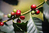 Kaffeebeeren Samen Rotfrüchte Grünblätter leuchtend am Strauch