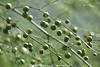 Spargel Beeren Bilder Asparagus Triebe Früchte Fotos Strauchreife Wachstum grünes Blattwerk
