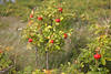 Kartoffelrose rote Beeren Fotos Rotfrüchte Bilder Rosa Rugosa Grünblätter Strauch