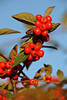 Beeren rote Wildfrüchte dicht am Zweig grüne Blätter Foto am Blauhimmel
