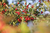 Weißdorn Rotbeeren Strauchzweig Crataegus Rotfrüchte in Blättern