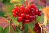 Schneeball kugelige Rotbeeren Herbstblätter Vielzahl Rotfrüchte