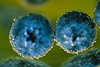 Blaubeeren Vaccinium myrtillus Paar Blasen, Heidelbeere, Schwarzbeere, Taubeere, Bickbeere, Griffelbeere