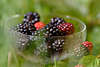 Benebelter Brombeerbecher mit Früchten, Brombeerschale Foto Rubus fruticosus Fruchtbecher Bild
