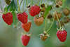 Rote Himbeeren am Strauch hängen Obst süsse Frucht reifen