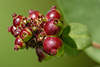 Geißblatt Beeren Foto Lonicera periclymenum Kletterpflanze Früchte, Serotina Florida Beerenfrucht Makrofotografie