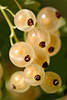 Gelbe Johannisbeeren Kapseln Nahfoto, Gartenjohannisbeere Ribes rubrum Steinbrechgewächs Beeren