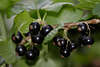 Schwarze Johannisbeeren Ribes nigrum Schwarzfrüchte Foto am Strauch reifen in Grünblätter