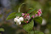 Pernettya mucronata Beeren weiße Früchte Blüten Blätter am Strauch in Makrofoto