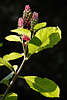 Kermesbeeren Asiatische Kermesbeere Phytolacca acinosa Fruchtstand grüne Blätter