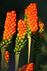Aronstab rot-grün Beerenfrüchte Foto Arum italium Fruchtstiele leuchtende Kugelbeeren Bild