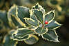 Ilex Stechpalme rote Beere Frucht Bild über Dornenblätter mit Stachelrand