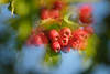 Heckendorn Beeren Rotfrüchte Foto Weissdorn Heilpflanze Nahaufnahme in Blätter