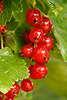 Johannisbeeren Fotos, Gartenjohannisbeere Ribes rubrum Beeren Obst Food Fotoarchiv Bilder